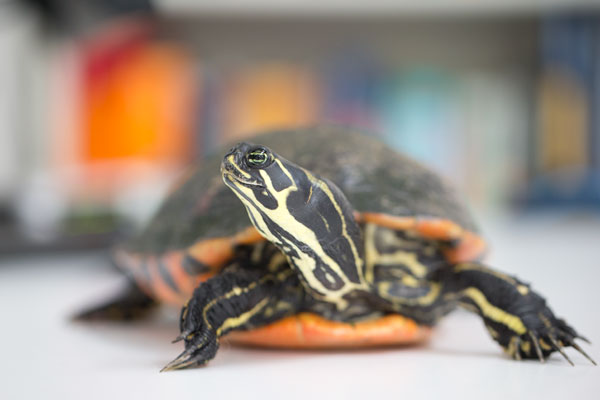 Reptilien und Amphibien