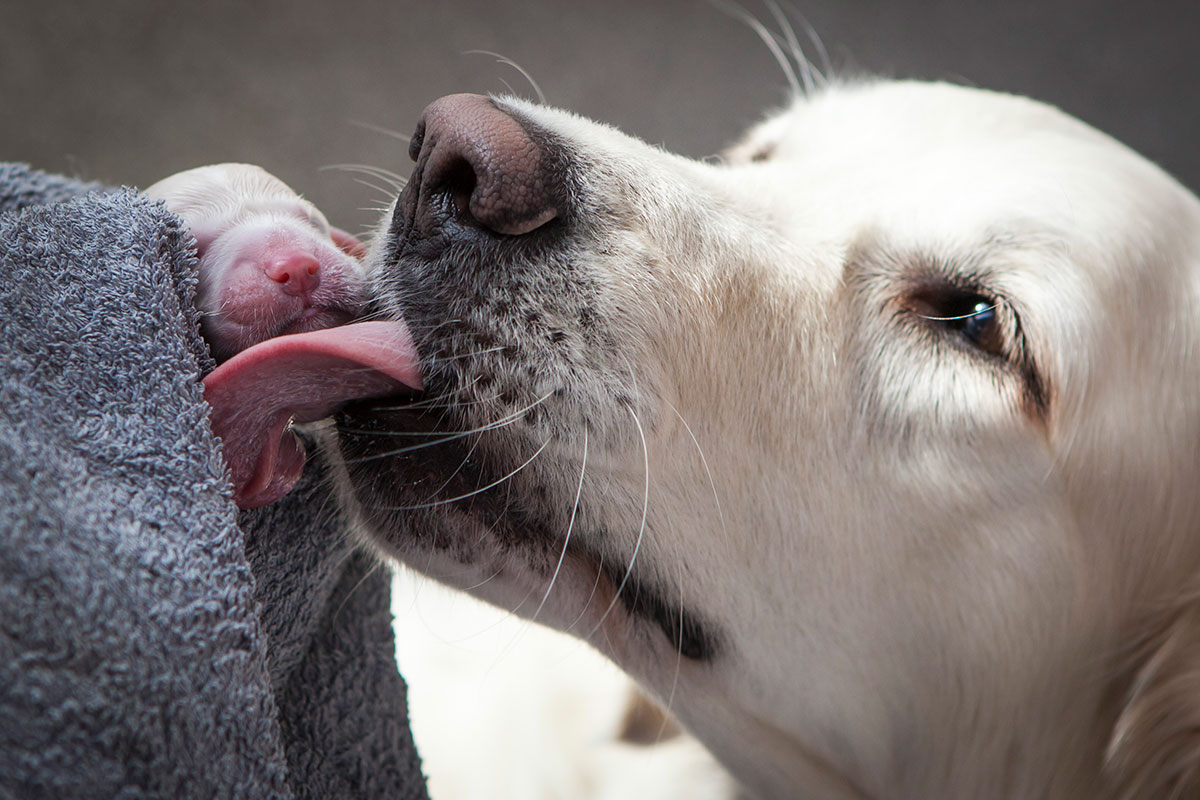 Geburt Hund